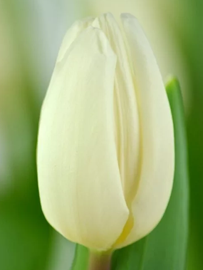 Купить тюльпаны WHITE FLAG оптом в Омске